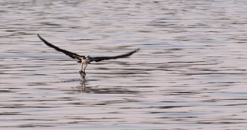 Osprey hawk swoops down and snatches fish from water and flies away in 240 fps slow motion.