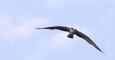 Osprey flying in slow motion against blue sky and clouds. Close-up.