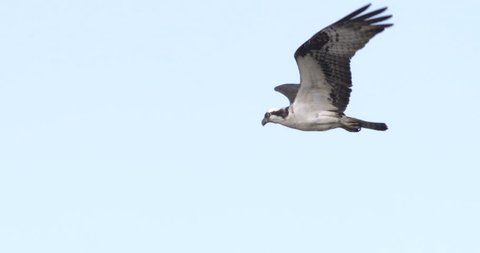 Osprey hawk flying near camera at 240 fps slow motion.  Close up.