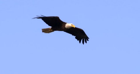 Beautiful close-up of Bald Eagle soaring through blue sky.