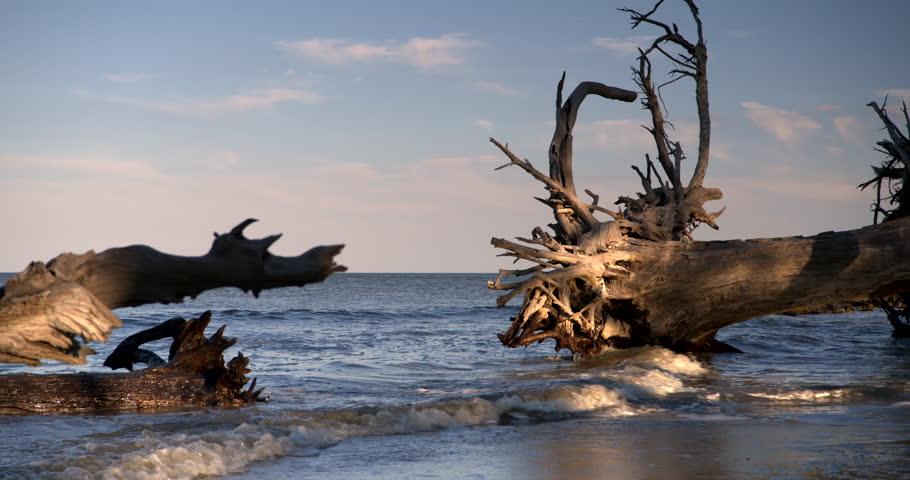 Driftwood Beach, Jekyll Island, Ga Stock Footage Video (100% Royalty