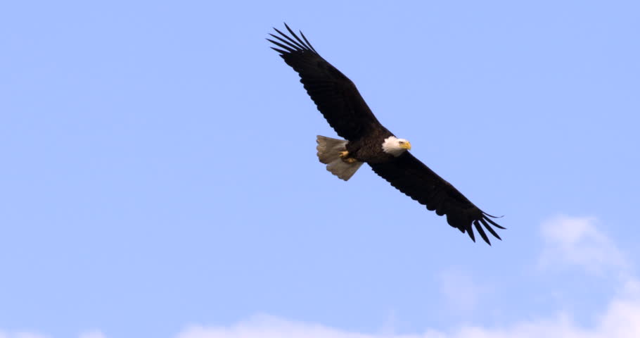 Bald Eagle flying in slow motion against blue sky and clouds. Close-up. Royalty-Free Stock Footage #9957539