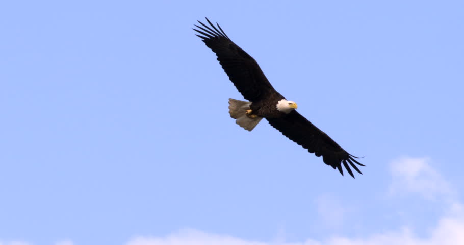 Bald Eagle flying in slow motion against blue sky and clouds. Close-up.