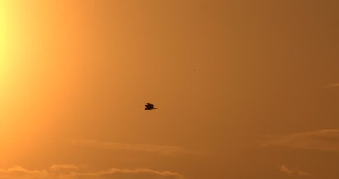 Silhouetted eagle flying in front of sunset in slow motion.  Good for titles and backgrounds.