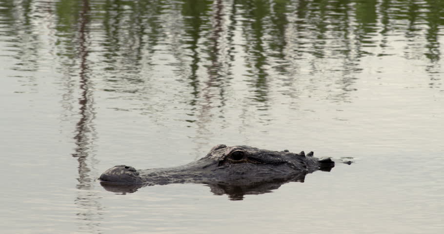 Large alligator swimming in wetlands as its back rises out of water.