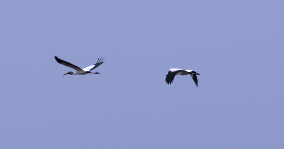Two wood storks flying in formation in slow motion at sunset.