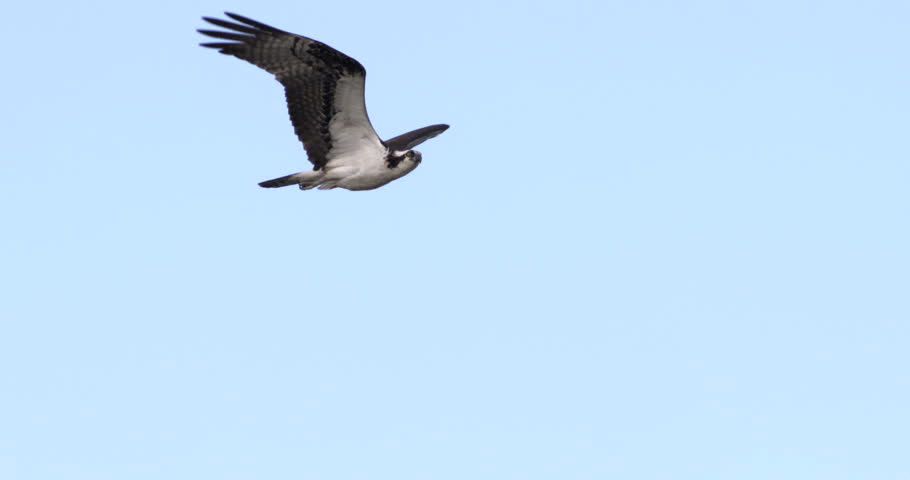 Close-up Osprey hawk flying in slow motion against blue sky.