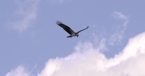 Osprey flying in slow motion as it looks down searching from prey.