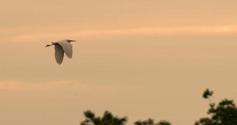 Beautiful Egret flying in slow motion in front of sunset or sunrise in slow motion at tree top level.