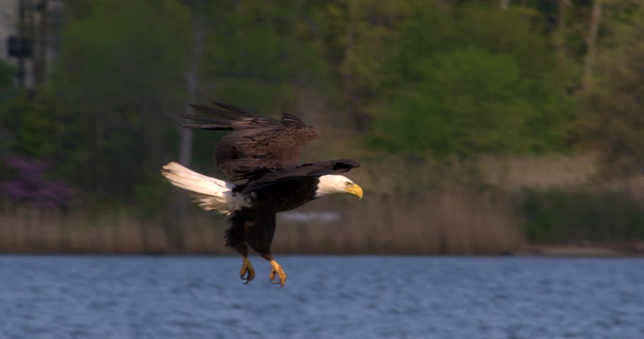 Beautiful shot of Bald eagle swooping down and catching a fish in his talons from the blue water in 240 fps slow motion. Royalty-Free Stock Footage #9958664