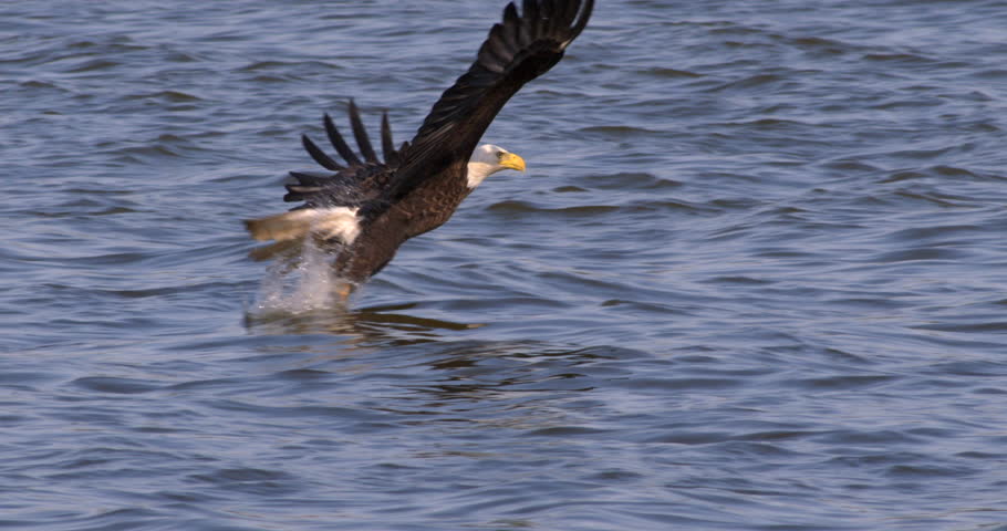 Beautiful shot of Bald eagle swooping down and catching a fish in his talons from the blue water in 240 fps slow motion.