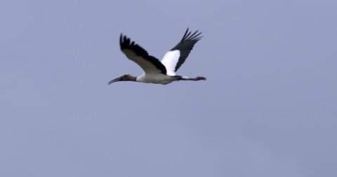 Wood stork flying in slow motion.
