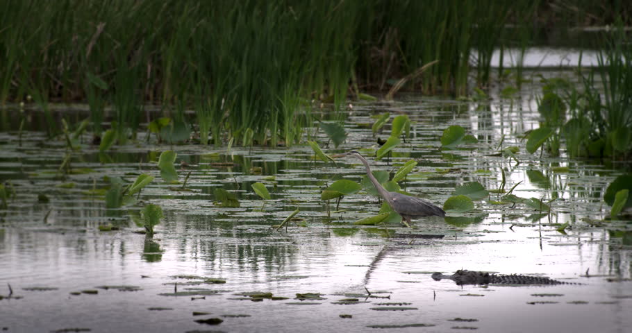 Alligator in swamp slowly swimming towards Great Blue Heron as it stalks its prey.