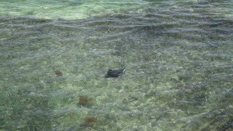 Spotted Eagle Ray in Florida Keys Filmed from the old seven mile bridge 