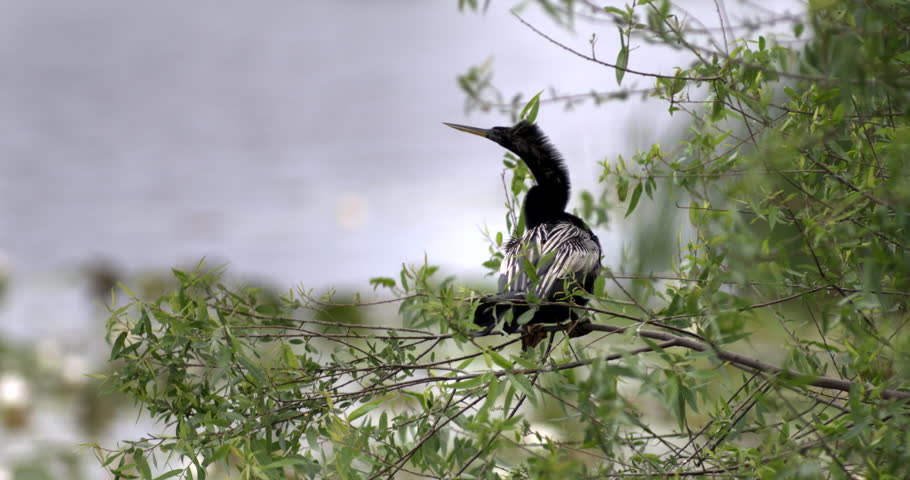 Anhinga wetlands bird sitting in tree,