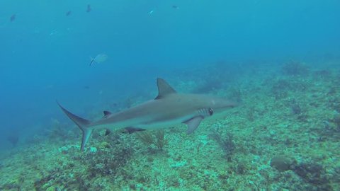 Beautiful full HD footage of a Caribbean reef shark (Carcharhinus perezii) in the Bahama's