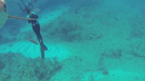 Beautiful full HD footage of curious Caribbean reef sharks (Carcharhinus perezii) in the Bahama's