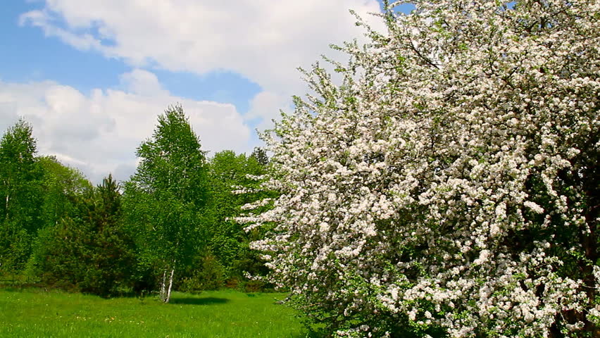 apple tree blossom, spring landscape