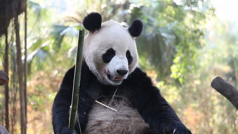 a three-year-old panda in a Chinese zoo.