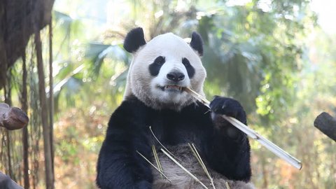 a three-year-old panda in a Chinese zoo.