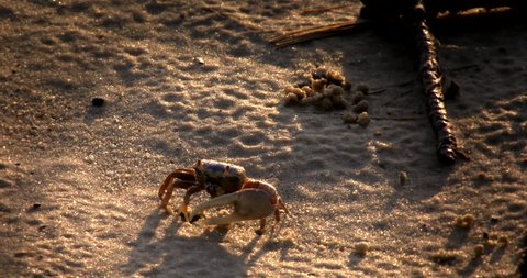 Fiddler crab digging hole and making sand balls,