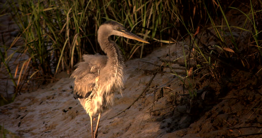 Great Blue Heron shaking off in slow motion.  Dancing bird.