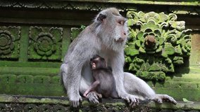 Video 1920x1080 Monkey family at sacred monkey forest. Ubud, Bali, Indonesia