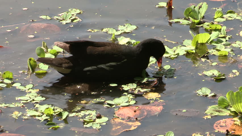 Common Moorhen mother feeding her chicks in the water
