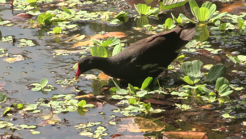 Common Moorhen foraging and feeding chick