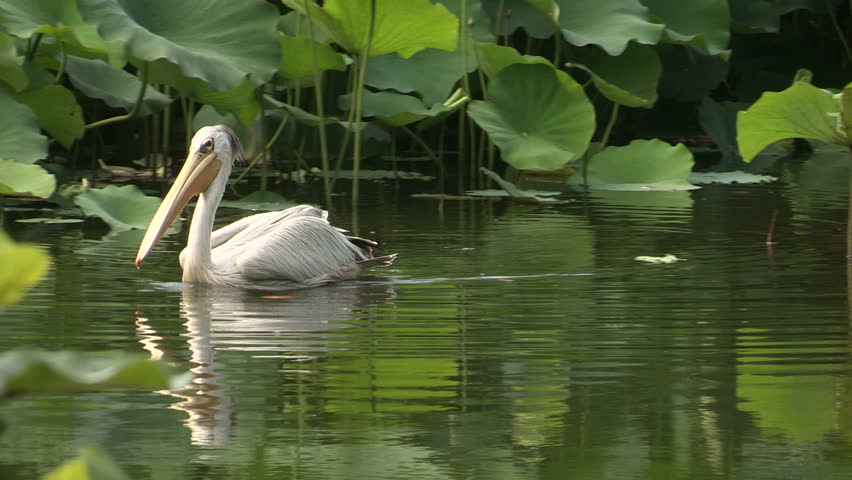 Great White Pelican eating and swimming