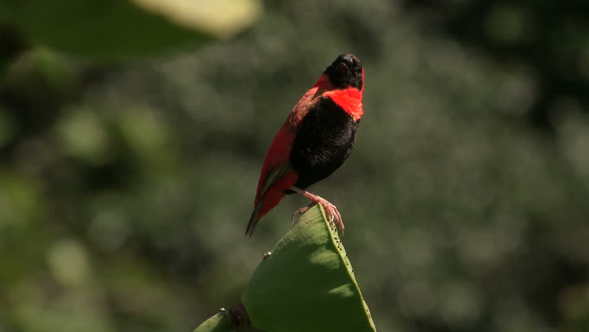Southern Red Bishop calls and puffs himself up