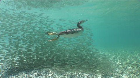 cormorant bird hunting and chasing fish school underwater wildlife ocean scenery