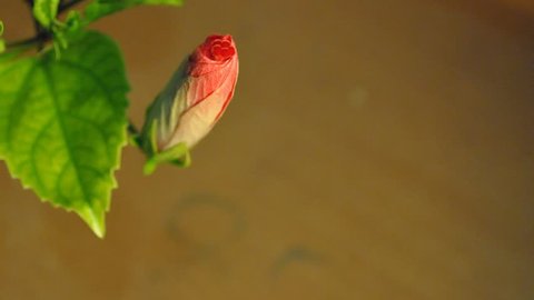 Time lapse of hibiscus rosa-sinensis, also known colloquially as the Chinese hibiscus, China rose and shoe flower blooming Stock Video