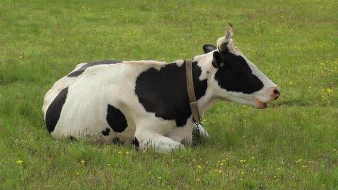 Black and white cow chewing sittign on green grass