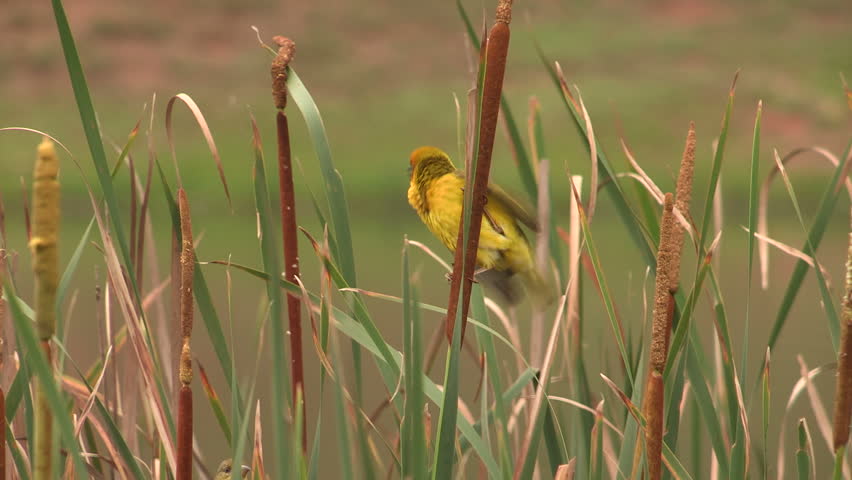 Male Cape Weaver in reed bed