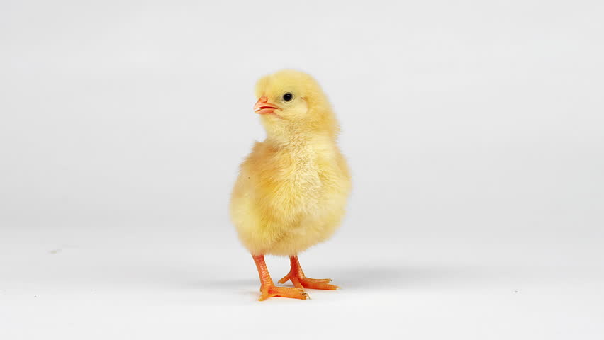 Baby Chick Chirping On A Stock Footage Video 100 Royalty Free