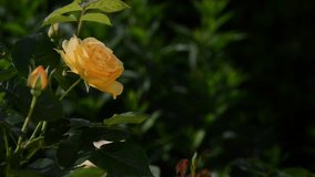 Close-Up Of Yellow Rose At Park