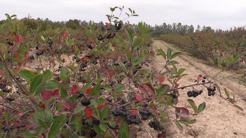 Chokeberry (Aronia) black berry bushes grow in farm plantation. Static shot on Canon XA25. Full HD 1080p. Progressive scan 25fps. Tripod.