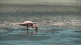 video footage of the Laguna Ca\xF1apa with Flamingos in the Andes of Bolivia