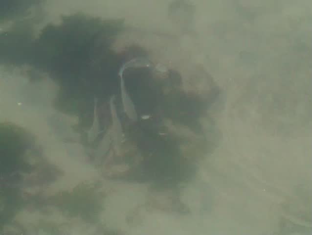 Fishes in swimming water