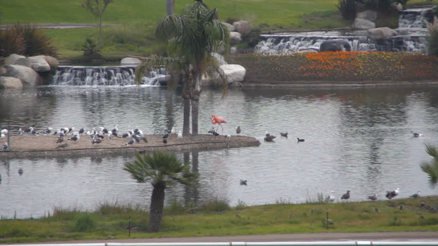 A flamingo walks in wildlife area in Hollywood Park Racetrack, Inglewood, CA.