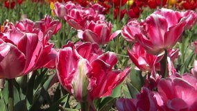 Beautiful colorful spring tulips swaying in the wind. 1080p full hd video footage