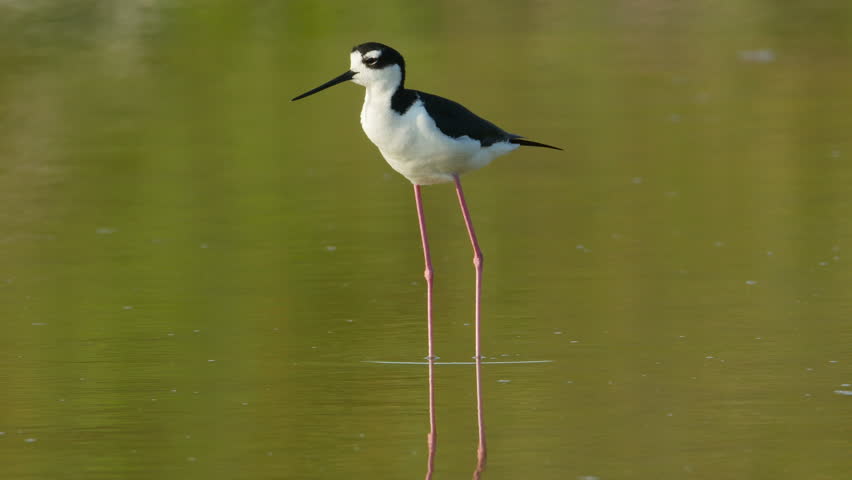 A Black-necked Stilt (Himantopus mexicanus) preens its feathers while standing in shallow water in Eco Pond in Everglades National Park.