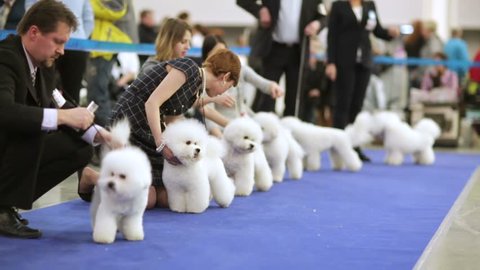 MOSCOW, RUSSIA - MARCH 21, 2015: Bichon Frise dogs in a row during international dog show "Eurasia 2015" in Crocus Expo. 