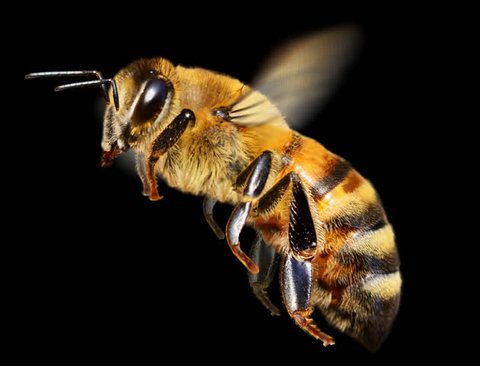 Honey bee in flight. It contains an alpha channel. Cyclic animation.
