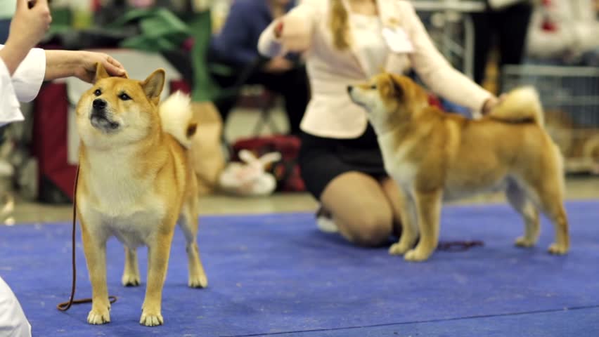 shiba inu show dog