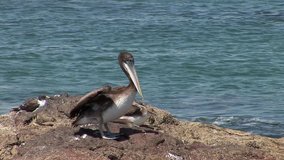 Pelican at the ocean in Peru (Paracas National Park)