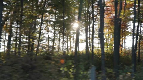 Driving past sunny trees. Morning sunshine coming through. Driving in rural Ontario. Ontario. 