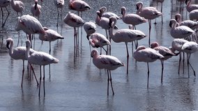 Flamingos (in Walvis Bay, Namibia)
